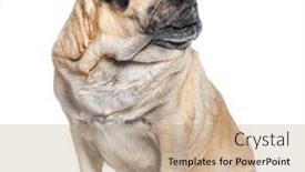  Presentation with old dog - PPT theme with seven-years-old-pug-dog background and a  colored foreground