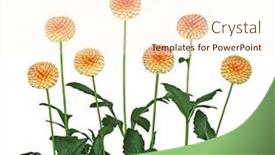  Presentation with dahlia - 