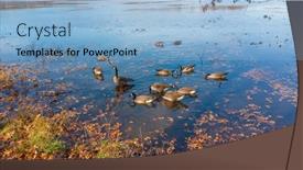  Presentation with geese - Presentation design enhanced with several-canadian-geese background and a light blue colored foreground