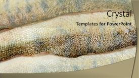  Presentation with skin - Slide deck having several-defrosted-merluccius-as-skin background and a coral colored foreground