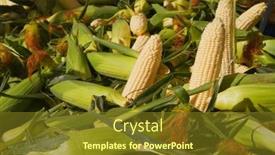  Presentation with corn - Colorful PPT theme enhanced with several-ears-of-shucked-corn backdrop and a tawny brown colored foreground