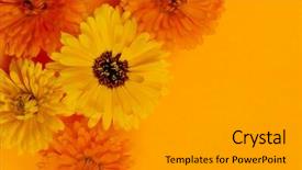  Presentation with calendula - Colorful slide set enhanced with fresh medicinal calendula or marigold backdrop and a gray colored foreground