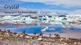  Presentation with ecotourism - Amazing PPT layouts having several geese grazing on the coast of lagoon sunrise illuminates the glacier vatnajokull and water of ice lagoon jokulsarlon the concept of northern ecotourism backdrop and a light blue colored foreground
