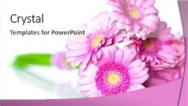  Presentation with bright yellow - Cool new slides with several gerberas on white background backdrop and a white colored foreground
