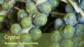  Presentation with brussel - Theme enhanced with several green brussel sprout background and a tawny brown colored foreground