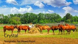  Presentation with ranch - Presentation theme consisting of  background and a  colored foreground