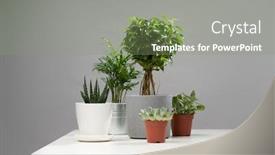  Presentation with plants - Amazing theme having several-indoor-plants-cacti backdrop and a seafoam green colored foreground
