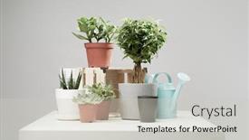  Presentation with plants - Slides having several-indoor-plants-cacti background and a light gray colored foreground