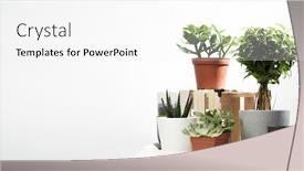  Presentation with plants - Slide deck with several-indoor-plants-cacti background and a white colored foreground