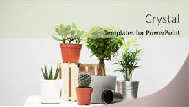  Presentation with plants - Beautiful presentation theme featuring several-indoor-plants-cacti backdrop and a soft green colored foreground