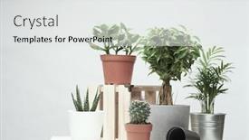  Presentation with plants - Presentation theme consisting of several-indoor-plants-cacti background and a white colored foreground