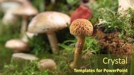  Presentation with fungus - Slide deck having several-kinds-of-colorful-mushrooms background and a tawny brown colored foreground