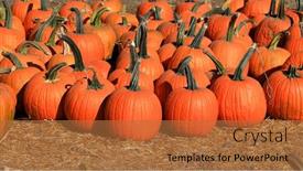  Presentation with farm - Audience pleasing presentation theme consisting of several-large-pumpkins-on-hey backdrop and a coral colored foreground