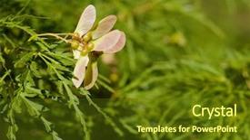  Presentation with maple - Amazing presentation having several maple tree seed pods backdrop and a tawny brown colored foreground