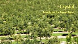  Presentation with camp - Cool new presentation with several olive groves in mont-roig del camp catalonia spain backdrop and a tawny brown colored foreground