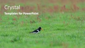  Presentation with oyster - PPT theme enhanced with several-oyster-catcher-in-nature background and a coral colored foreground