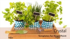 Presentation with herbs - Amazing PPT theme having several pots with kitchen herbs backdrop and a gold colored foreground