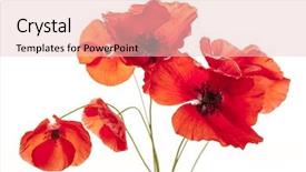  Presentation with poppy - Colorful presentation theme enhanced with several red poppy flowers isolated backdrop and a lemonade colored foreground