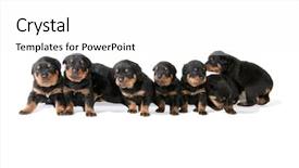  Presentation with rottweiler puppy - Slides featuring several rottweiler puppies lined up background and a white colored foreground