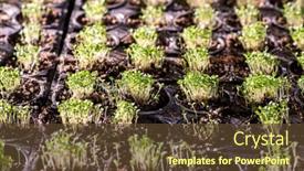  Presentation with greenhouse - Presentation design consisting of several-rows-of-small-pots background and a tawny brown colored foreground