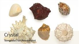  Presentation with sea shells - Amazing theme having tidepool - several sea shells and sea backdrop and a lemonade colored foreground