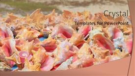  Presentation with sea shells - PPT theme with several-sea-shells-up background and a coral colored foreground