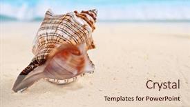  Presentation with sea shells - PPT theme with several sea shells background and a lemonade colored foreground