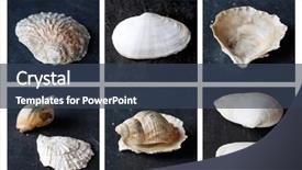  Presentation with shells - Beautiful presentation featuring several shells backdrop and a ocean colored foreground