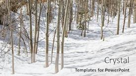  Presentation with rural - PPT layouts having several-trees-in-snow background and a white colored foreground