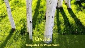  Presentation with grass dark - Amazing presentation theme having several white aspen trees backdrop and a tawny brown colored foreground