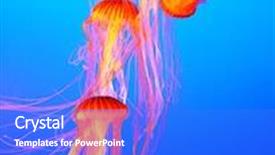  Presentation with yellow orange - Presentation featuring feeler - several yellow-orange jellyfish with thin background and a cobalt blue colored foreground