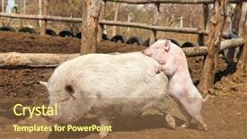  Presentation with pigs - Slides enhanced with sex posation - family of pink pigs background and a coral colored foreground