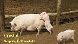  Presentation with pigs - Theme featuring sex posation - family of pink pigs background and a tawny brown colored foreground