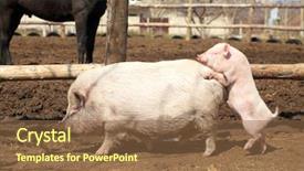  Presentation with pigs - Presentation theme featuring sex posation - family of pink pigs background and a tawny brown colored foreground