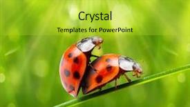  Presentation with ladybugs - Audience pleasing theme consisting of sex posation - funny picture of a love backdrop and a yellow colored foreground