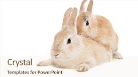  Presentation with white figure graphics - Presentation having sexual reproction animales - mating rabbits all on white background and a  colored foreground