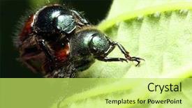  Presentation with plant - Presentation enhanced with sexual reproduction plants - anthonomus rubi - dangerous plant background and a yellow colored foreground