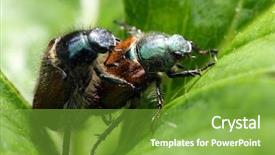  Presentation with pest - Slide set featuring sexual reproduction plants - anthonomus rubi - dangerous plant background and a tawny brown colored foreground
