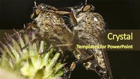  Presentation with love - Colorful PPT theme enhanced with sexual reproduction plants - insects love close-up backdrop and a  colored foreground