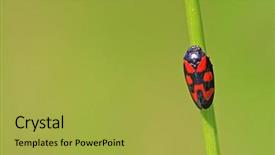  Presentation with green - Slide set enhanced with sexual reproduction plants - red bug on green background background and a yellow colored foreground