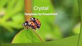  Presentation with sustainable green cities - Cool new theme with sexual reproduction plants - two ladybug on green sheet backdrop and a  colored foreground