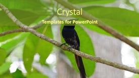  Presentation with paradise island - Presentation with seychelles-paradise-flycatcher-terpsiphone-corvina background and a tawny brown colored foreground