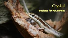  Presentation with water monitor lizard or varanus - Theme consisting of seychelles-skink-trachylepis-seychellensis-lizard background and a wine colored foreground