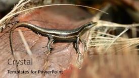  Presentation with water monitor lizard or varanus - Presentation design with seychelles-skink-trachylepis-seychellensis-lizard background and a coral colored foreground