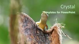  Presentation with water monitor lizard or varanus - PPT layouts having seychelles-skink-trachylepis-seychellensis-lizard background and a tawny brown colored foreground