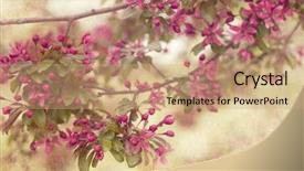  Presentation with gifs falling cherry blossoms - Cool new slide deck with shabby chic - cherry blossoms against a blue backdrop and a coral colored foreground