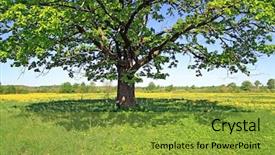  Presentation with oak tree - PPT layouts consisting of shade from oak background and a  colored foreground