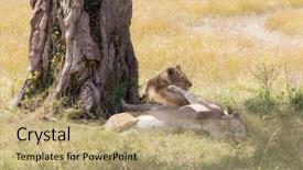  Presentation with rest - Slide set consisting of shades - trio of lionesses rest background and a coral colored foreground