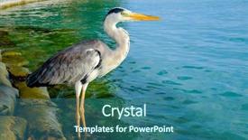  Presentation with maldives - Slide set featuring shadow bird - grey chiron on the beach background and a  colored foreground