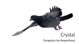  Presentation with white dove flying - PPT layouts featuring shadow bird - photo of flying dove isolated background and a white colored foreground